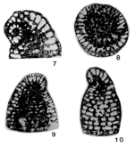 Paracoskinolina casterasi Bilotte, Canérot, Moullade & Peybernès, 1973