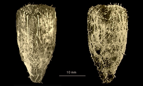 Pourtalesia debilis Pourtalesia debilis