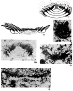 Hirsutospirella pilosa Zaninetti et al., 1985