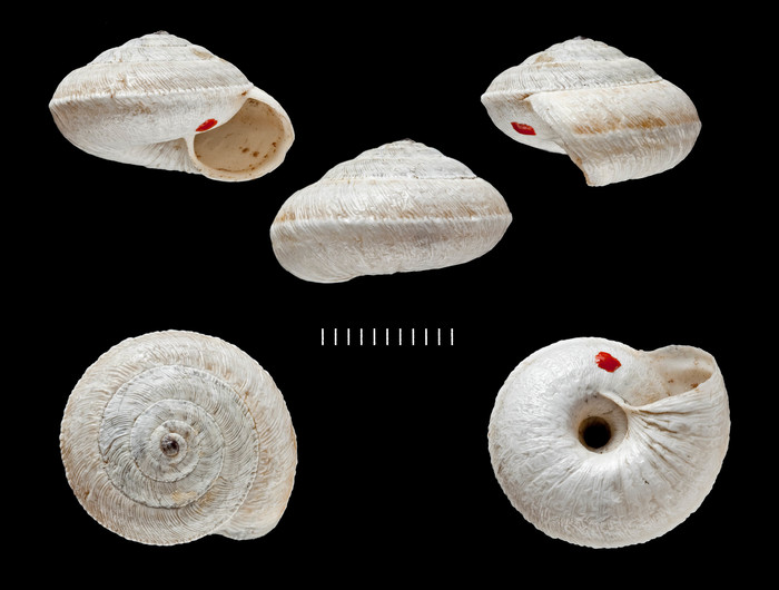 Helix finitima Morelet, 1876