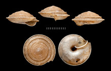 Helix maroccana Morelet, 1876