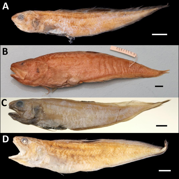 Species of the australiensis group