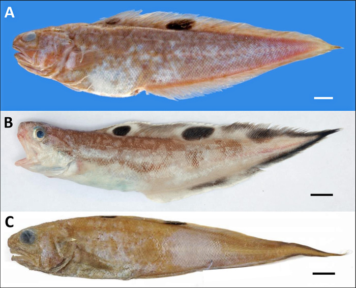 Species of the kenyaensis group Species of the kenyaensis group