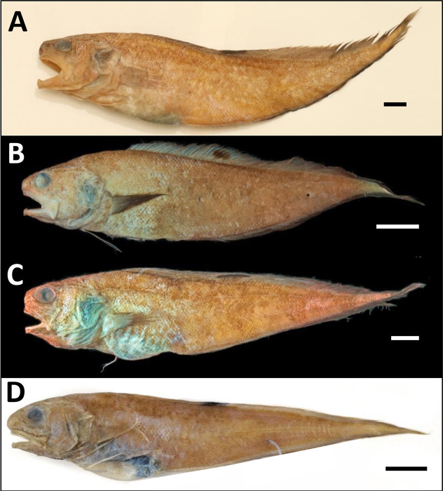 Four species of the steatiticus group