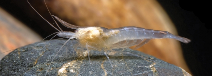 Live specimens of Sinodina ashima (Jiang et al., 2023)