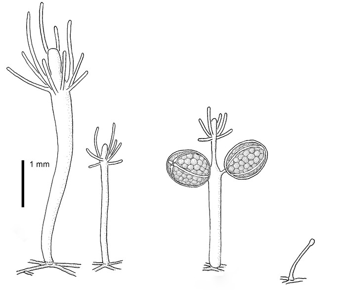 Hydractinia proboscidea Hydractinia proboscidea