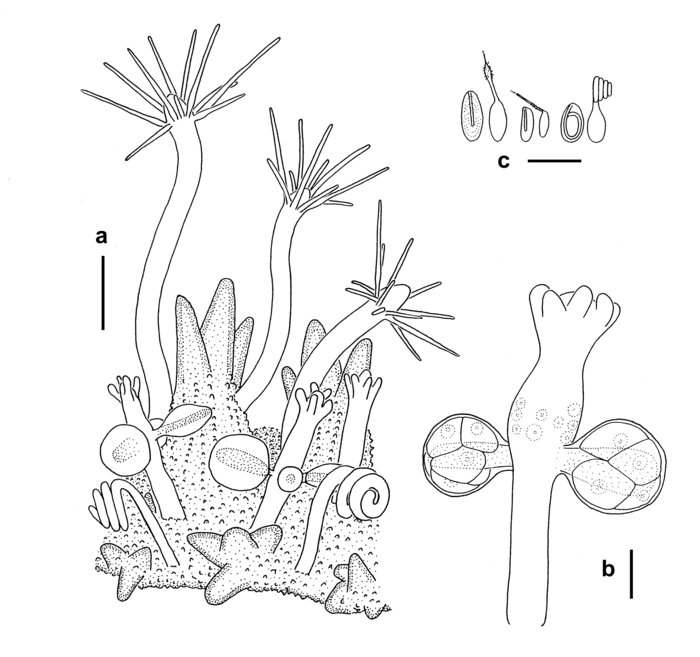 Hydractinia rubricata (Clavactinia rubricata)