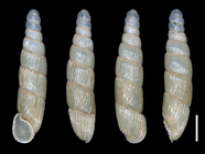 Graecophaedusa sperrlei Rähle, 1982 (HNHM 105310)