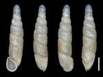Graecophaedusa sperrlei Rähle, 1982 (HNHM 105310)