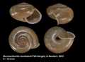 Mollusca (molluscs)