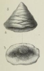 Valvulina palaeotrochus var. compressa Brady, 1876
