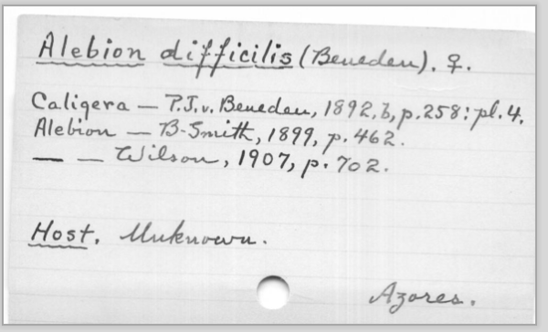 Wilson 3x5 for Alebion difficilis