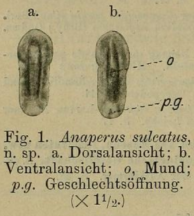 Anaperus sulcatus Anaperus sulcatus