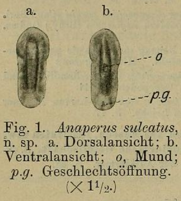 Anaperus sulcatus