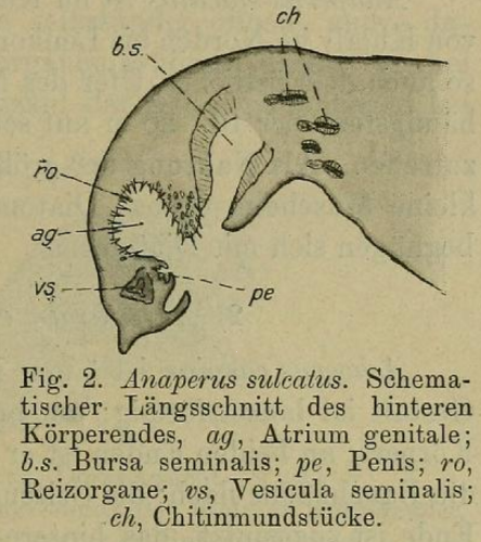 Anaperus sulcatus