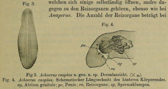 Achoerus caspius Achoerus caspius