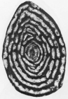 Periloculina ovalis Rahaghi, 1983