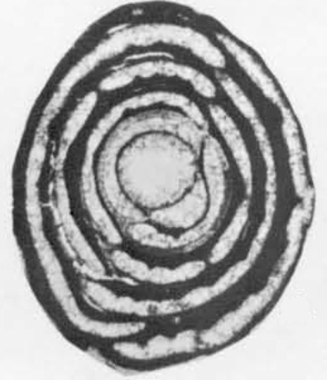 Periloculina shirazensis Rahaghi, 1983