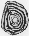 Periloculina persica Rahaghi, 1983