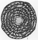 Globoreticulina paleocenica Rahaghi, 1983
