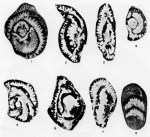 Biloculinites paleocenica Rahaghi, 1983