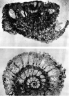 Pseudorotalia schaubi Hottinger, 1966
