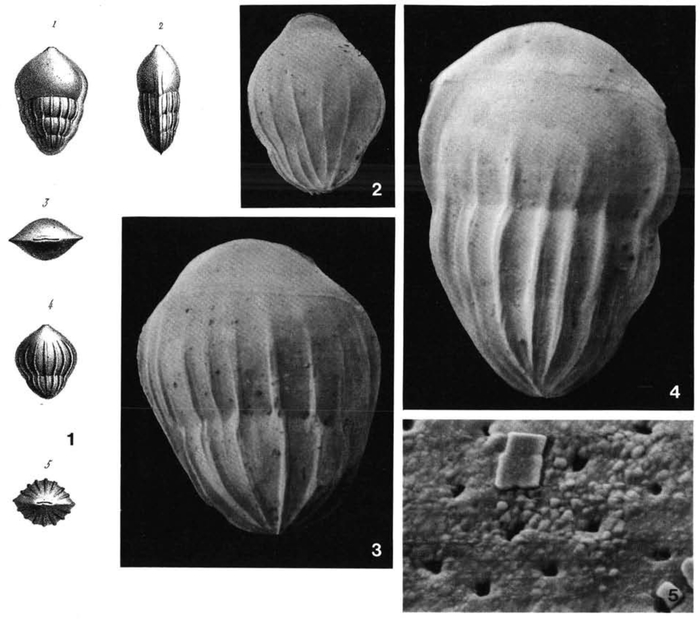 Lingulina costata d'Orbigny, 1846