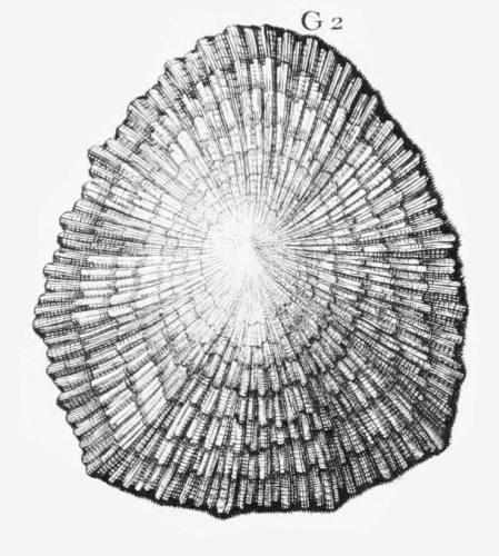 Illustration (Pl. 2 fig. G2 in Favanne de Montcervelle, 1780) on which Patella aspera Röding (1798) is based