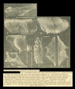 Retibythere (Bathybythere) scaberrima (Brady, 1886) from Schornikov, 1987