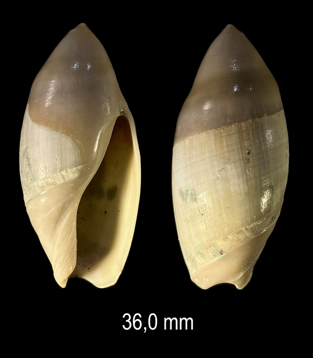 Amalda mucronata (G. B. Sowerby I, 1830) Amalda mucronata (G. B. Sowerby I, 1830)