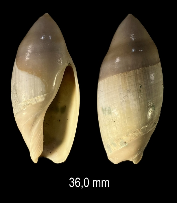  Amalda mucronata (G. B. Sowerby I, 1830)