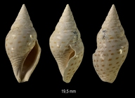  Cryptoconus lineolatus (Lamarck, 1804)