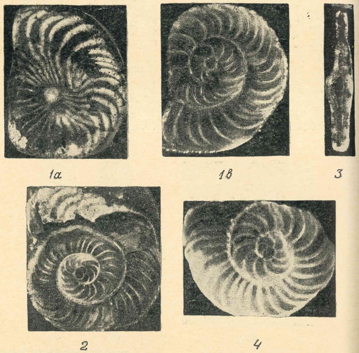 Neooperculinoides arciseptatus Golev, 1961