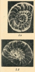Operculina granulosa var. laxicamerata Golev, 1961