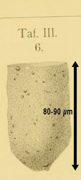 ITintinnopsis sacculus Brandt 1896