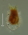 Tintinnopsis sacculus