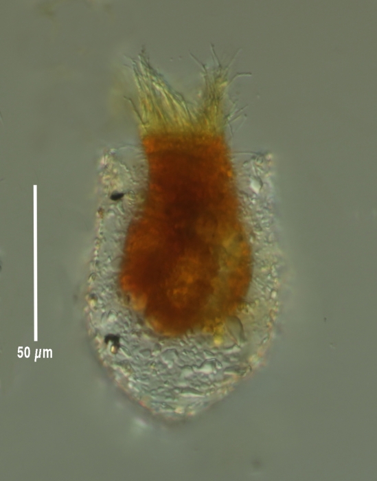 Tintinnopsis sacculus Tintinnopsis sacculus