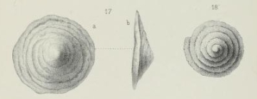 Valvulina decurrens Brady, 1876