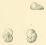 Valvulina inflata d'Orbigny, 1839