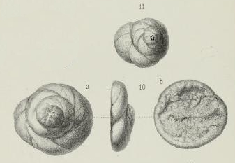 Valvulina plicata Brady, 1876