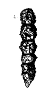 Clavulina obscura Chaster, 1892 Clavulina obscura Chaster, 1892