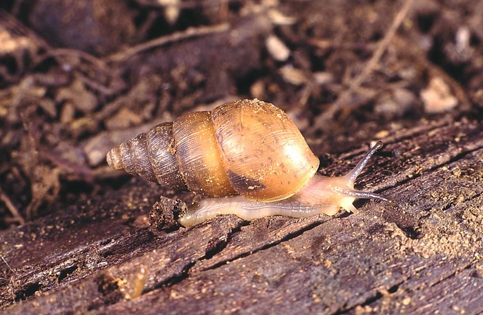 Kempioconcha boivini (Morelet, 1860) Kempioconcha boivini (Morelet, 1860)