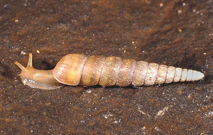 Euonyma laeocochlis (Melvill & Ponsonby, 1896)