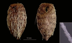 Pourtalesia hispida