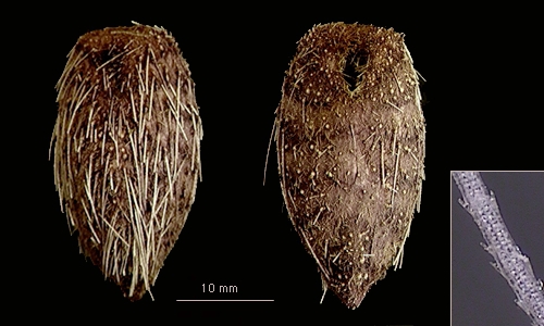 Pourtalesia hispida