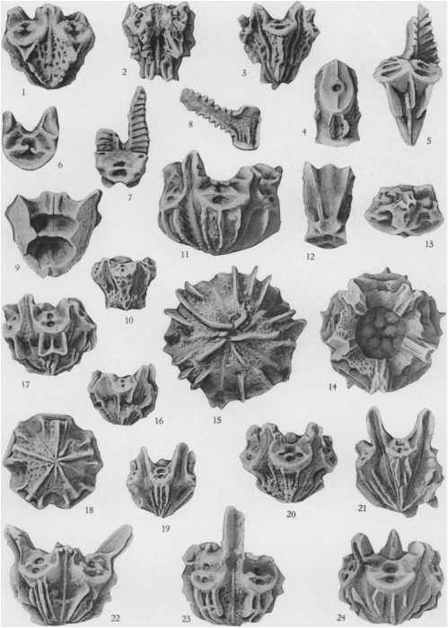 Plate 71 (PECK 1943)