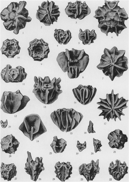 Plate 72 (PECK 1943)