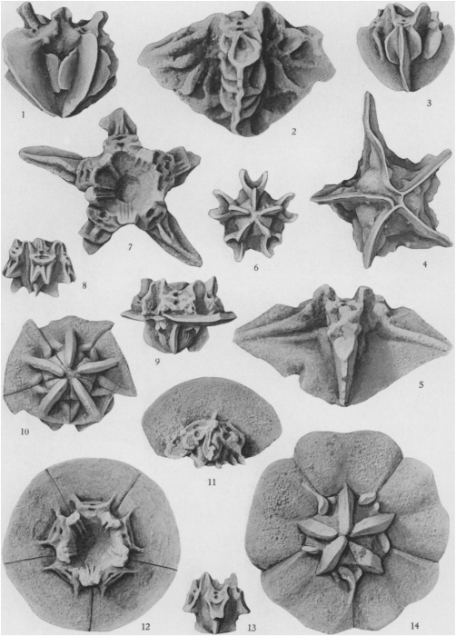 Plate 73 (PECK 1943) Plate 73 (PECK 1943)