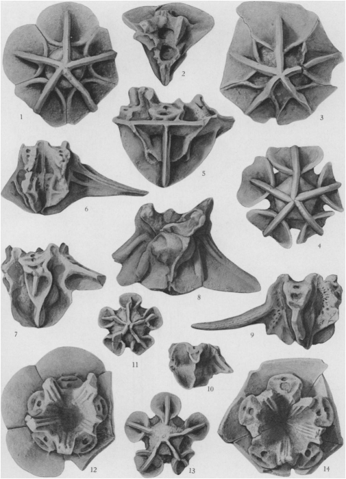 Plate 74 (PECK 1943) Plate 74 (PECK 1943)