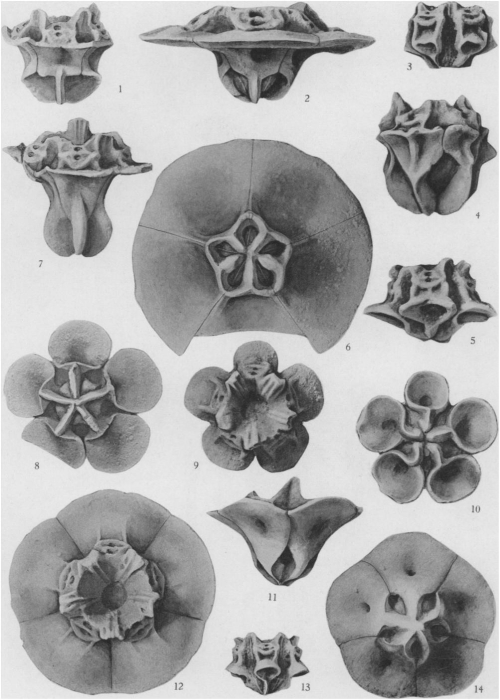 Plate 75 (PECK 1943) Plate 75 (PECK 1943)